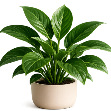 A healthy green houseplant in a beige pot with glossy leaves.