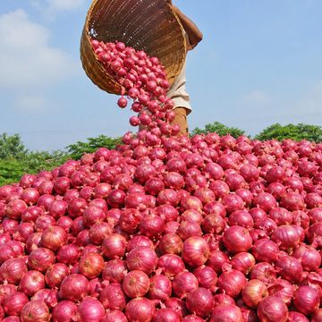 A person dumping a large basket of red onions outdoors.