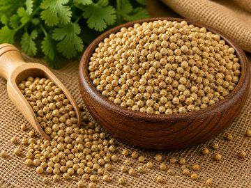 Coriander seeds in a wooden bowl and scoop with fresh cilantro in background.