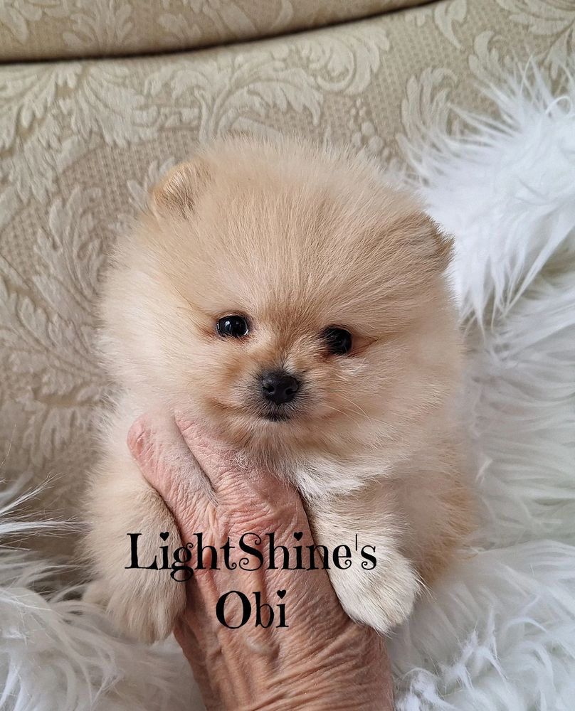 Fluffy Pomeranian puppies in ny from lightshine Pomeranian breeders in New York