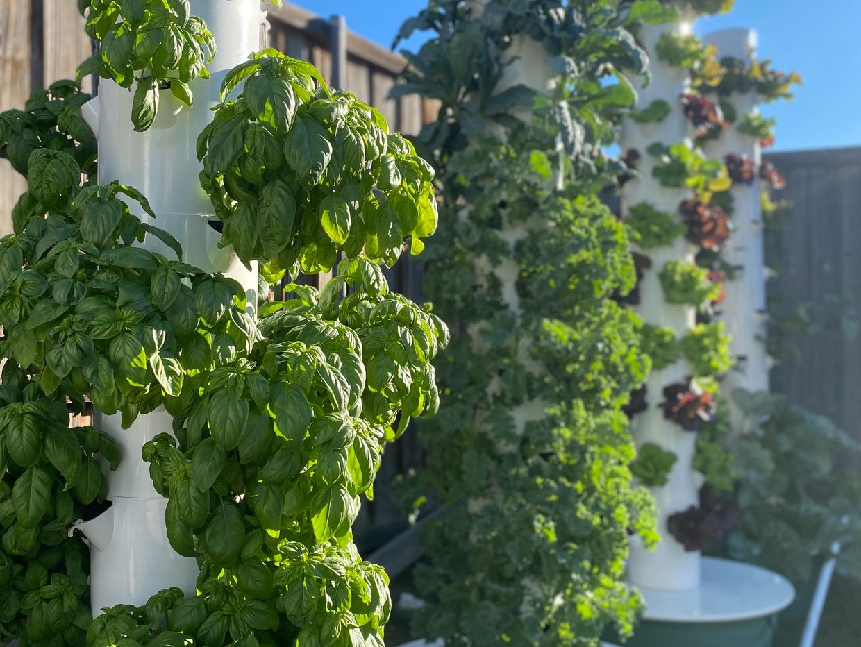 Vertical hydroponic towers growing various leafy greens outdoors.