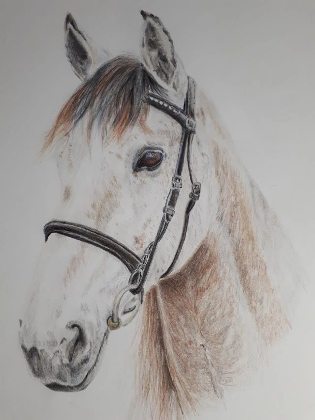 A grey horse head portrait