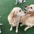 Howlywood