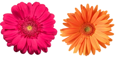 Two vibrant gerbera daisies, one pink and one orange.