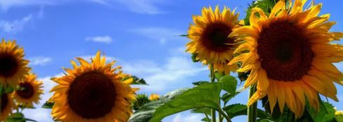 Sunflowers as seen in back field