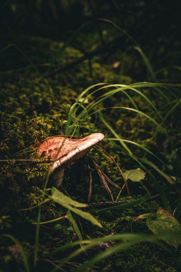 Wild mushroom on a forest floor
