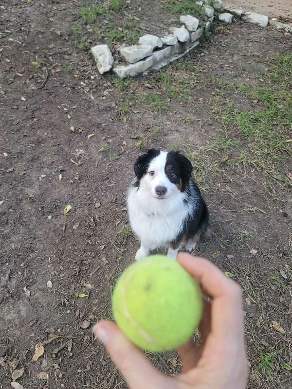 cute dog playing with ball and pet sitter or pet au pair