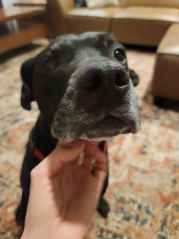 dog sitter with an old labrador in black