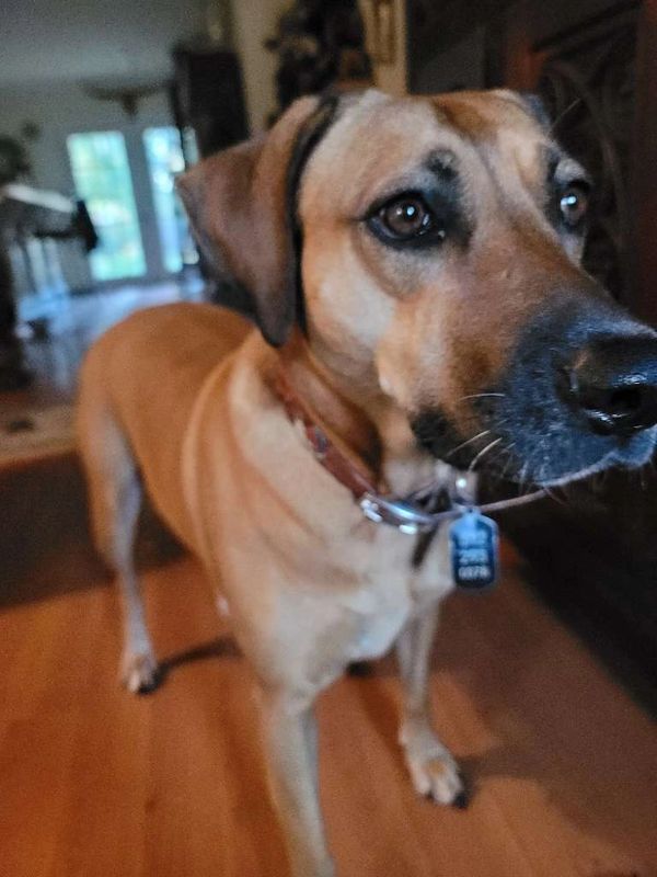 Rhodesian Ridgeback with pet sitterand dog treats