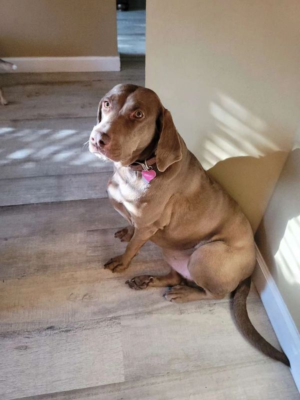 Labrador waiting for his anticipated walk with the pet sitter or pet au pair