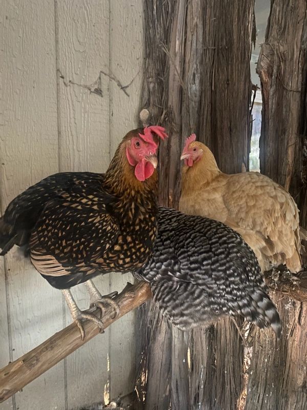 interior of a chicken coop at home