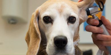 Dog having its ear checked by a vet.