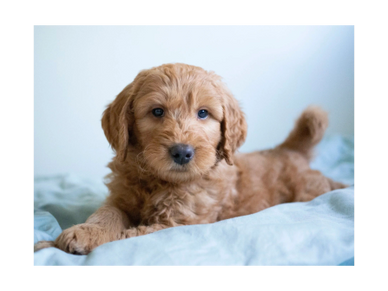 are goldendoodles easy to train