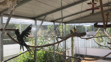 Natural inspirations parrot cages hot sale