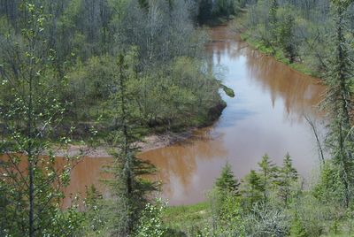 A calm brown river winding through a dense forest of green and leafless trees.