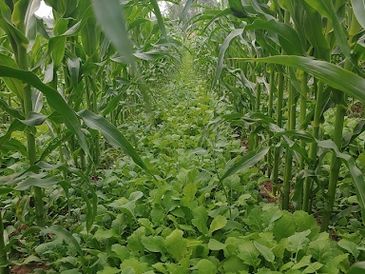 Green crops growing densely in a field with tall plants on both sides.