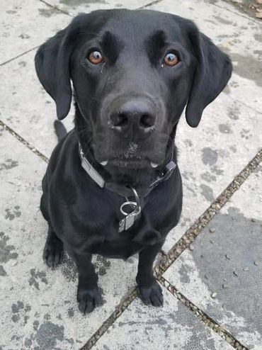 Maverick the Black Lab