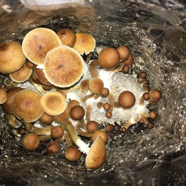 Mushroom grown using horse manure bulk mushroom substrate