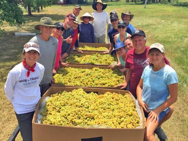 Group of people posing with large boxes of harvested grapes outdoors.