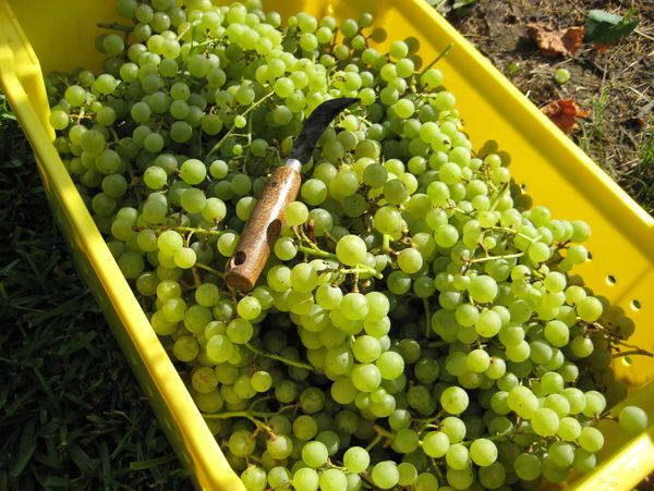 A yellow container filled with freshly harvested green grapes and a pruning knife.