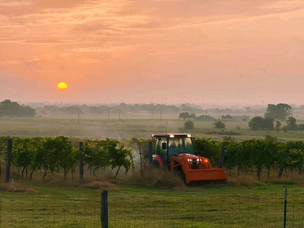 Tractor working in a vineyard at sunset with a vibrant orange sky.