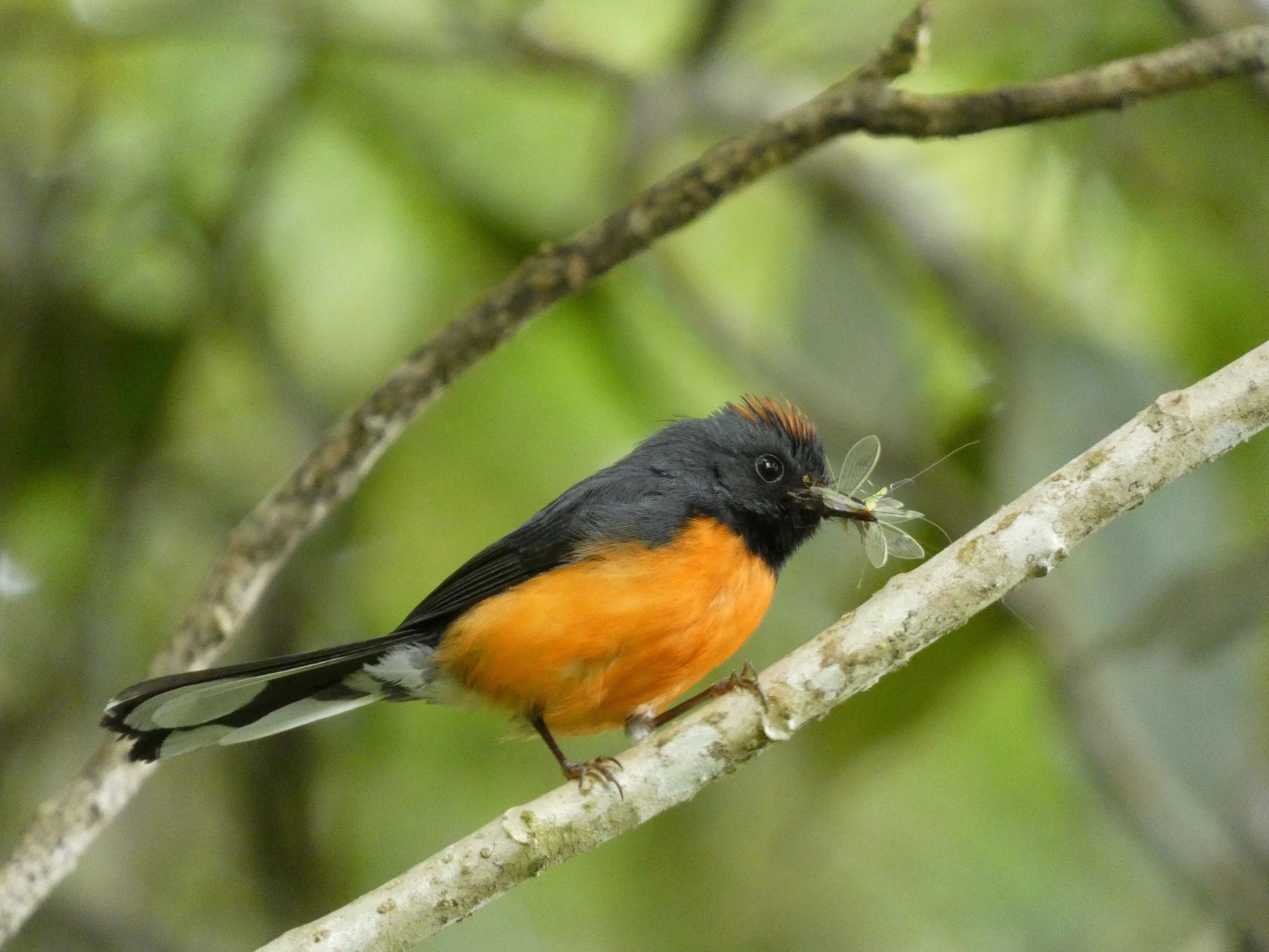 Bird holding insects in its beak on a branch.