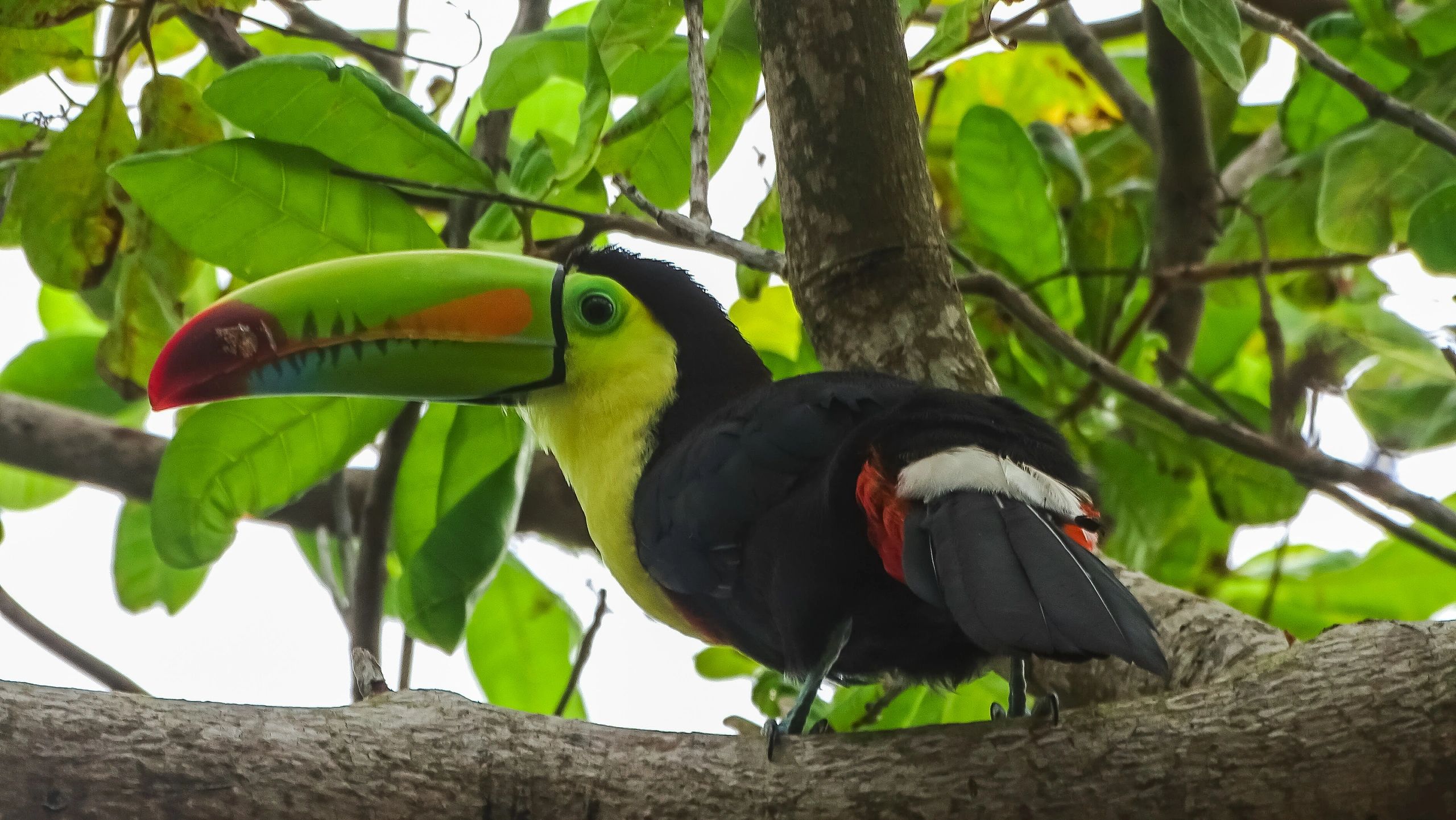 Colorful toucan perched on a tree branch.