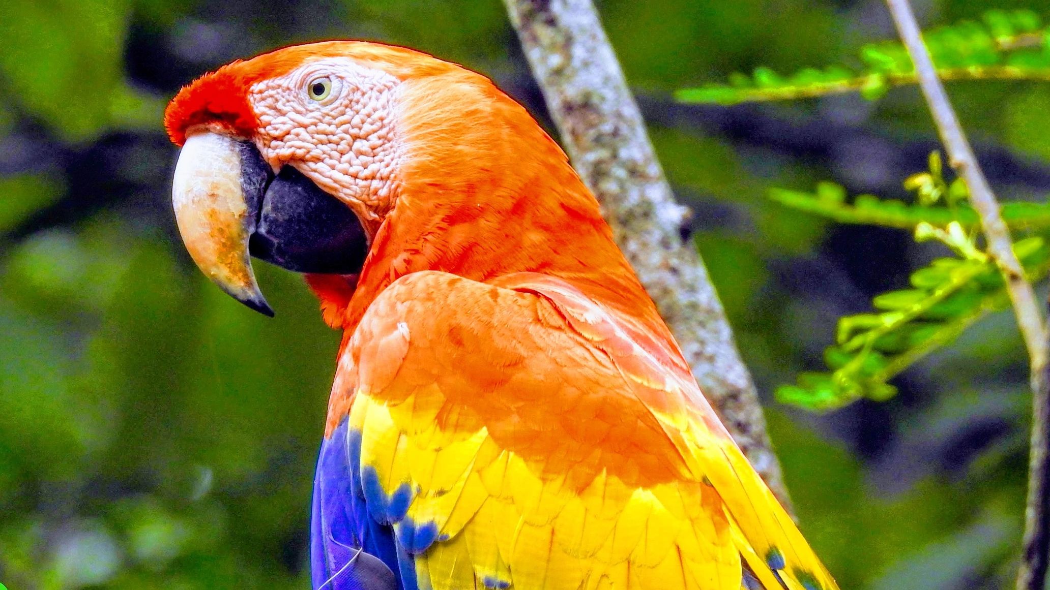 Brightly colored parrot with red, yellow, and blue feathers.