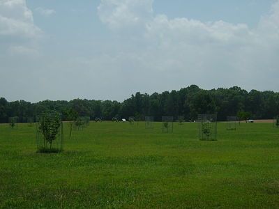 The peach field