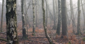 Lost In The Forest Podcast