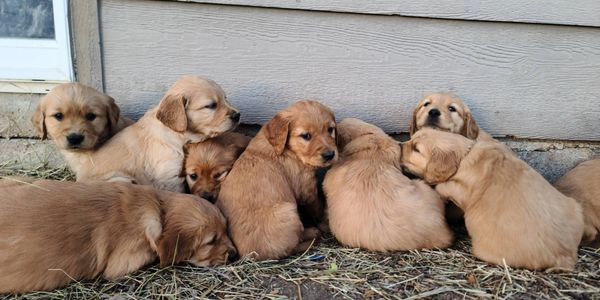 A group of golden retriever puppies resting together outside.
