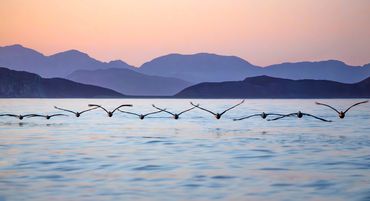 Birds flying low over water at sunset with mountains in the background.
