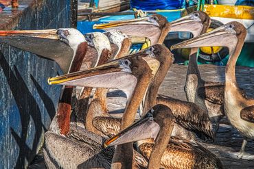 Group of pelicans standing close together near a dock.