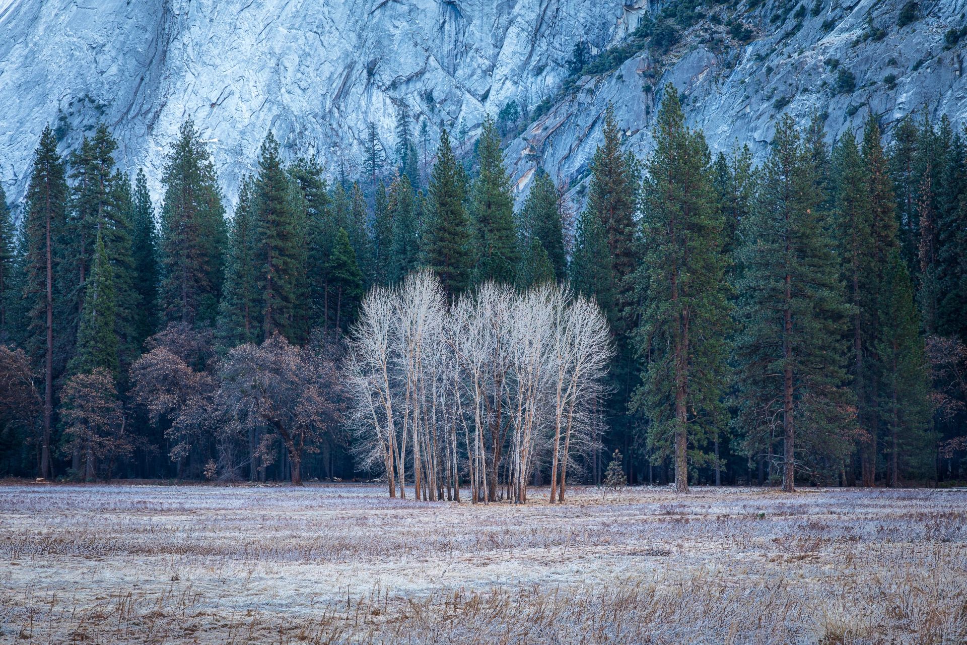White trees among green pine forest and rocky mountain.