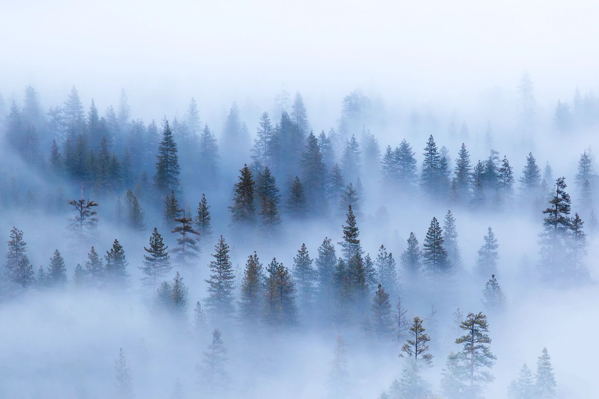 Fog engulfs a dense pine forest.