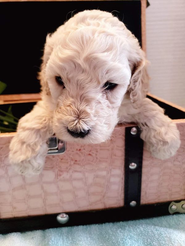 Toy / MIni Poodles OMAHA POODLES