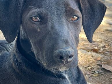 Primer plano de un perro negro con mirada tranquila.