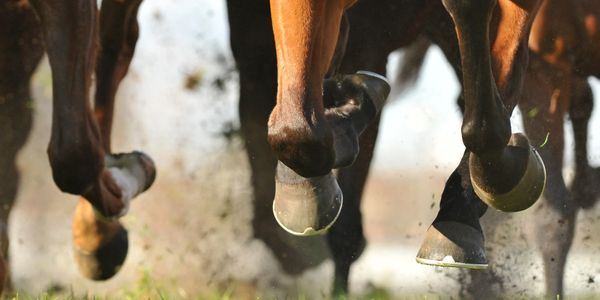 Foto focada nos cascos de uma manada de cavalos correndo