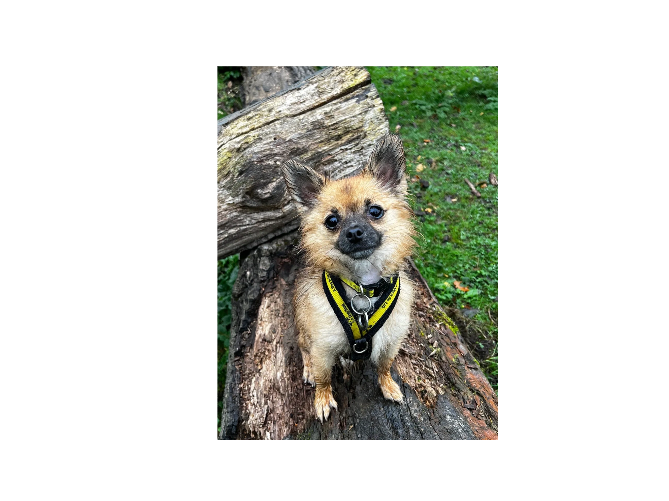 Small dog with a yellow harness standing on a log in a green outdoor setting.