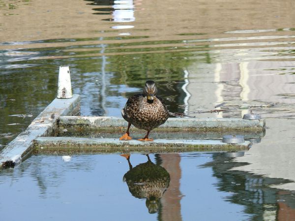 Ducks on the pond at Holland Point Park