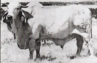 Black and white image of a branded cow standing in a field.