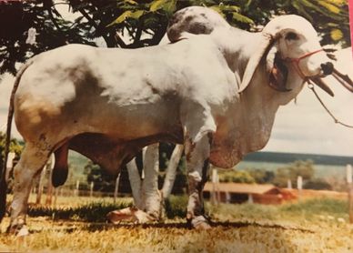 A white Brahman bull standing outdoors on grass.