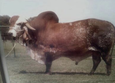 A large brown and white Brahman bull standing on grass.