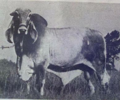 A black and white photo of a Brahman cow standing in a grassy field.