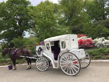 Horse and Carriage