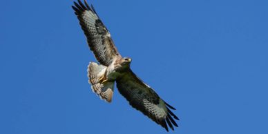 A hawk soars against a clear blue sky, its wings spread wide.
