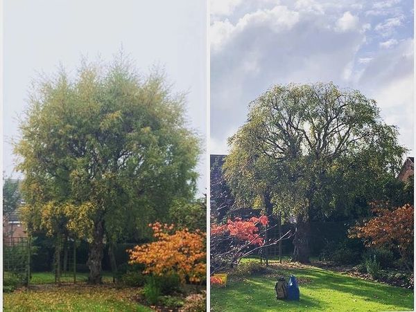 Tree Reduction, Crown Reduction, Crown Lifting, Crown Thinning, Tree Pollarding, Semi Pollard, Dead 