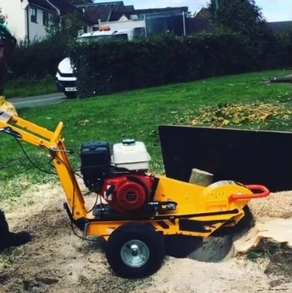 Stump Removal, Stump to be ground out, Stump Grinding