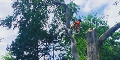 Professionally managed tree felling operation. 