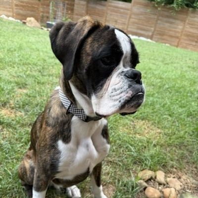 Brindle Boxer dog sitting in grass.